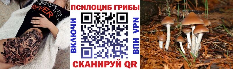 кракен сайт  Новоузенск  Галлюциногенные грибы Psilocybe  закладка 